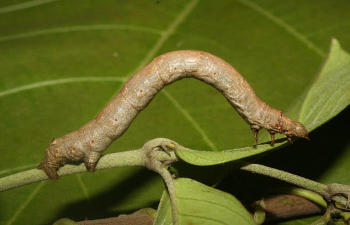  Larva en posición lateral de <i>Oxydia apidania</i> (Geometridae), U estadio. Sector Pitilla	, Medrano. Voucher 12-SRNP-71100-DHJ495407.jpg