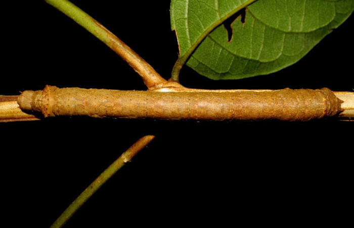  Larva en posición dorsal de <i>Oxydia apidania</i> (Geometridae), U estadio. Sector Rincon Rain Forest, Laureles. Voucher 08-SRNP-40425-DHJ435954.jpg.