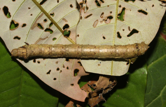  Larva en posición dorsal de <i>Oxydia peosinata</i> (Geometridae), U estadio. Sector Pitilla, Sendero Trichoptera. Voucher 13-SRNP-30625-DHJ700757.jpg.