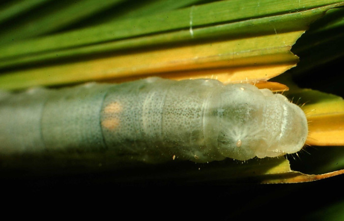 Figura 10. Larva <i>Papias integra</i> (Hesperiidae), color verde transparente, cabeza color negro, también se muestran sus genitales dos óvalos color amarillo, posición trasera, ùltimo estadio,  mide 31 mm aproximadamente. Planta hospedera <i>Setaria palmifolia</i> (Poaceae). Voucher: 01-SRNP-1606-DHJ57737.jpg.