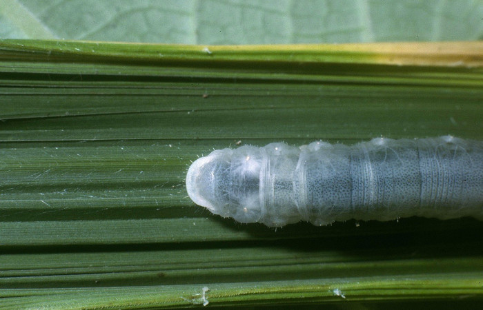 Figura 12. Larva <i>Papias integra</i> (Hesperiidae), color verde transparente, cabeza color negro, posición trasera dorsal, ùltimo estadio, mide 31 mm aproximadamente. Planta hospedera <i>Setaria palmifolia</i> (Poaceae). Voucher: 04-SRNP-34263-DHJ86749.jpg.