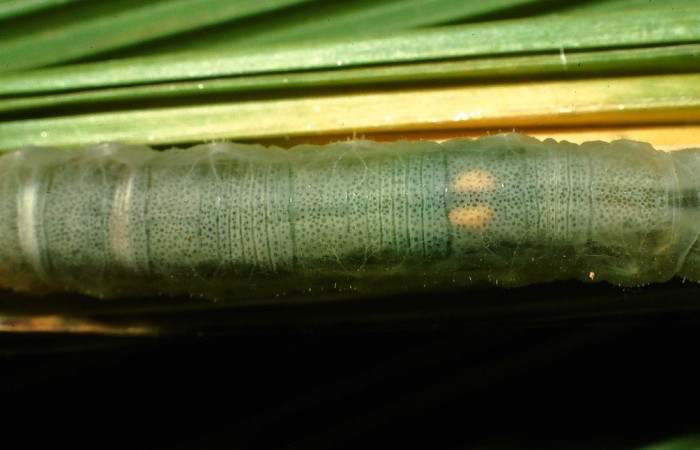 Figura 13. Larva <i>Papias integra</i> (Hesperiidae), color verde transparente, cabeza color negro, se muestran sus genitales dos óvalos color amarillo, posición trasera dorsal, ùltimo estadio, mide 31 mm aproximadamente. Planta hospedera <i>Setaria palmifolia</i> (Poaceae). Voucher: 01-SRNP-1606-DHJ57735.jpg.