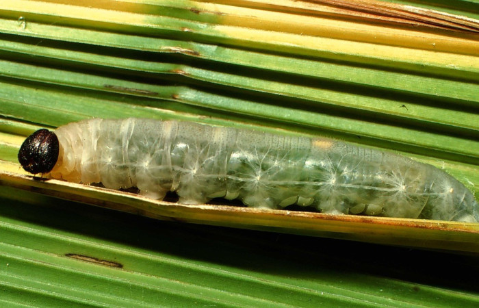 Figura 15. Larva <i>Papias integra</i> (Hesperiidae), color verde transparente, cabeza color negro, posición dorsal, ùltimo estadio, mide 31 mm aproximadamente. Planta hospedera <i>Setaria palmifolia</i> (Poaceae). Voucher: 01-SRNP-1606-DHJ57734.jpg.