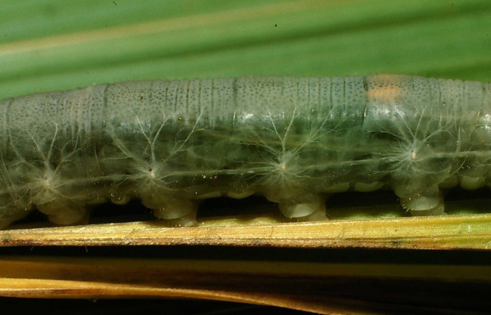 Figura 17. Larva <i>Papias integra</i> (Hesperiidae), color verde transparente, posición lateral, ùltimo estadio, mide 31 mm aproximadamente. Planta hospedera <i>Setaria palmifolia</i> (Poaceae). Voucher: 01-SRNP-1606-DHJ57739.jpg.