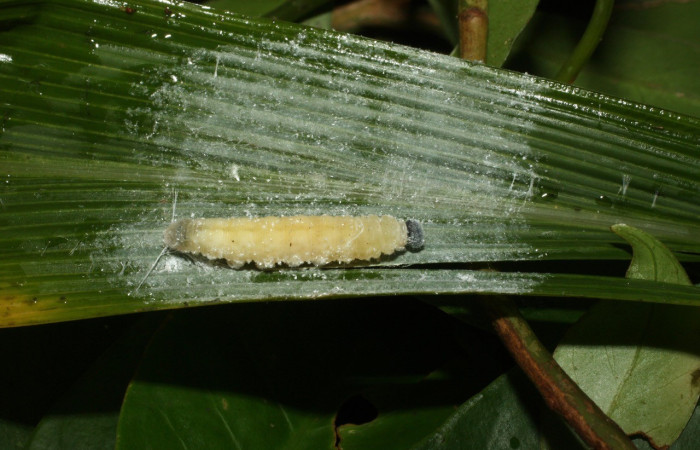 Figura 18. Larva prepupa <i>Papias integra</i> (Hesperiidae), color verde transparente, posición lateral, ùltimo estadio, mide 31 mm aproximadamente. Voucher: 15-SRNP-35417-DHJ709333.jpg.