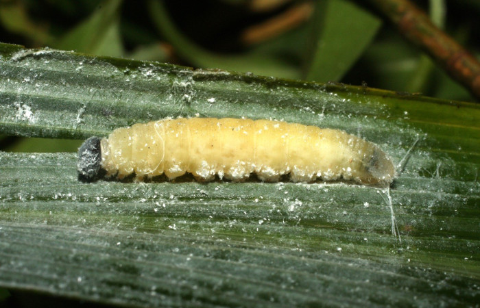 Figura 19. Larva prepupa <i>Papias integra</i> (Hesperiidae), color verde transparente, posición lateral dorsal, ùltimo estadio, mide 31 mm aproximadamente. Voucher: 15-SRNP-35417-DHJ709334.jpg.