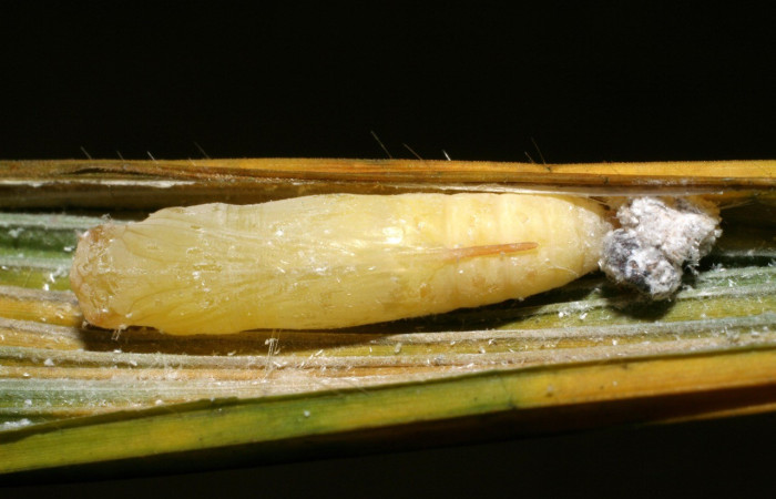 Figura 22. Pupa <i>Papias integra</i> (Hesperiidae), color crema transparente, posición ventral, ùltimo estadio, mide 22 mm aproximadamente. Voucher: 06-SRNP-40895-DHJ414097.jpg.