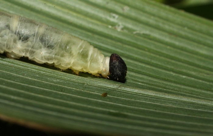 Figura 24. Larvas de parásitos en su interior en <i>Papias integra</i> (Hesperiidae), color verde transparente, posición lateral, ùltimo estadio, mide 36 mm aproximadamente. Voucher: 15-SRNP-35416-DHJ709324.jpg.