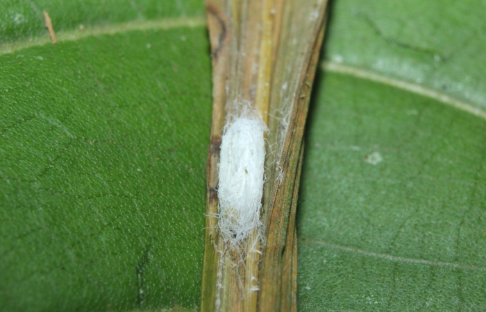 Figura 28. Capullo de parásito. (Braconidae), color blanco, posición dorsal, Voucher: 16-SRNP-70422-DHJ732641.jpg.