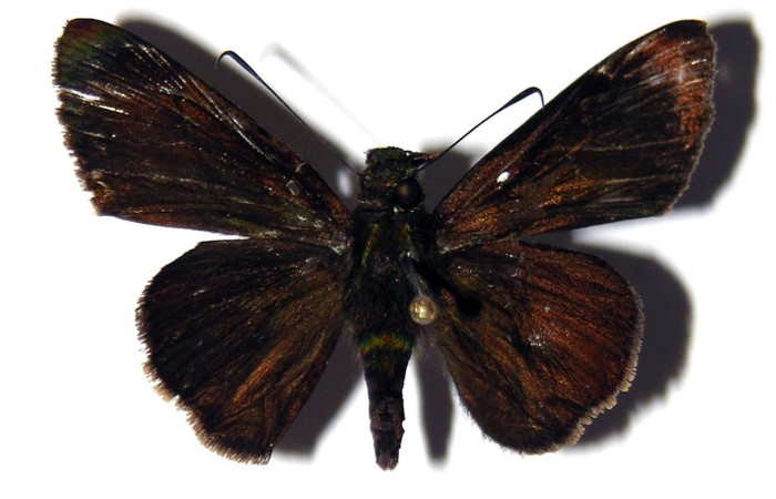 Figura 29. Adulto <i>Papias integra</i> (Hesperiidae), color café, posición dorsal, ùltimo estadio, mide 33 mm aproximadamente. Voucher: 04-SRNP-33194-DHJ99424.