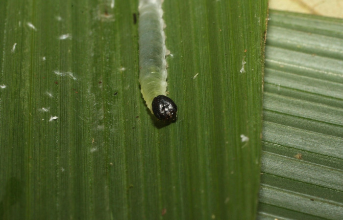Figura 3. Larva <i>Papias integra</i> (Hesperiidae), color verde transparente, cabeza color negro, posición frontal, cuarto estadio, mide 17 mm aproximadamente. Planta hospedera <i>Setaria palmifolia</i> (Poaceae). Voucher: 15-SRNP-35416-DHJ709221.jpg.