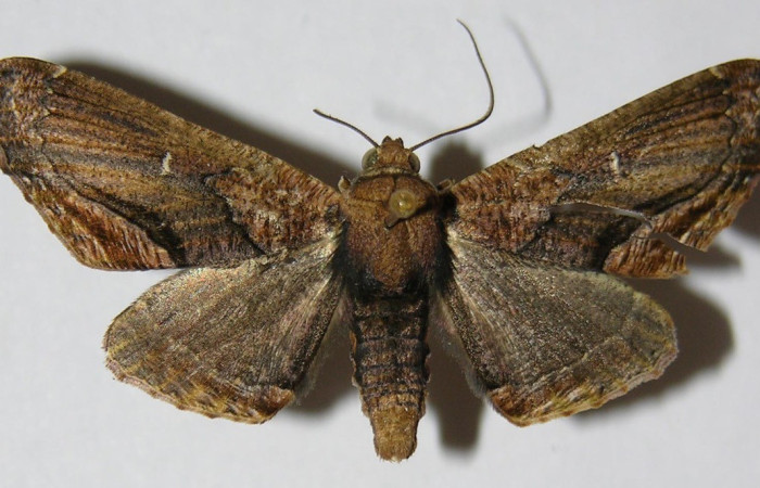 Fig. 16. Vista dorsal de adulto de <i>Pero mnasilaria</i> (Geometridae). Voucher: 00-SRNP-10006-DHJ324606