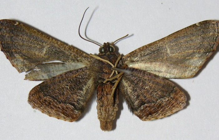 Fig. 17. Vista ventral de adulto <i>Pero mnasilaria</i> (Geometridae). Voucher: 00-SRNP-10006-DHJ324607       