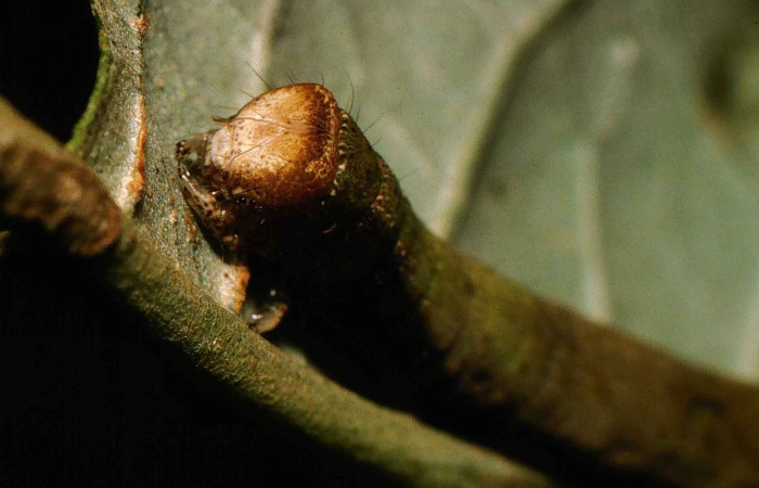 Fig. 3. Vista de la cabeza de <i>Pero mnasilaria</i> (Geometridae). Voucher: 00-SRNP-10006-DHJ53838.jpg       