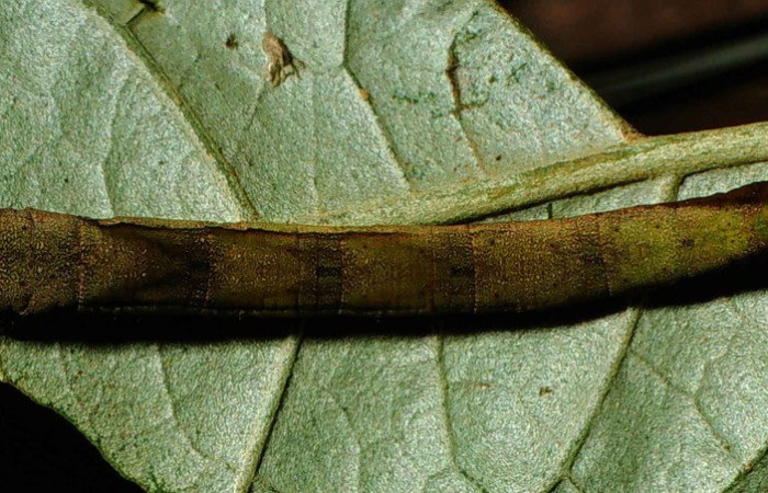 Fig. 1. Vista dorsal de <i>Pero mnasilaria</i> (Geometridae), en su planta hospedera <i>Solanum schlechtendalianum</i> (Solanaceae). Voucher: 00-SRNP-10006-DHJ53840.jpg        