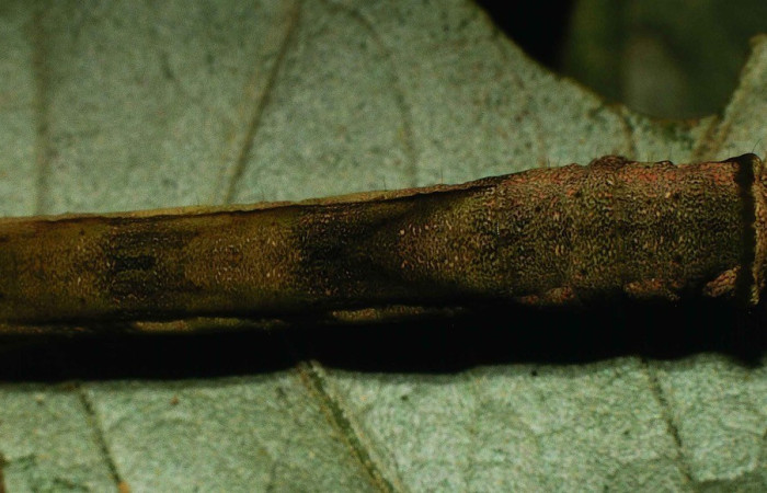 Fig. 4. Vista dorsal de la parte trasera de larva de <i>Pero mnasilaria</i> (Geometridae).Voucher: 00-SRNP-10006-DHJ53846.jpg