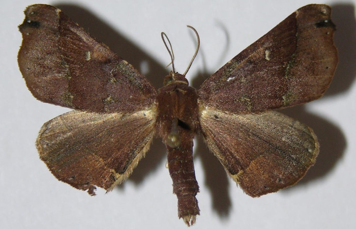Fig. 18. Vista dorsal de adulto <i>Pero protea</i> (Geometridae). Voucher: 04-SRNP-33267-DHJ324568