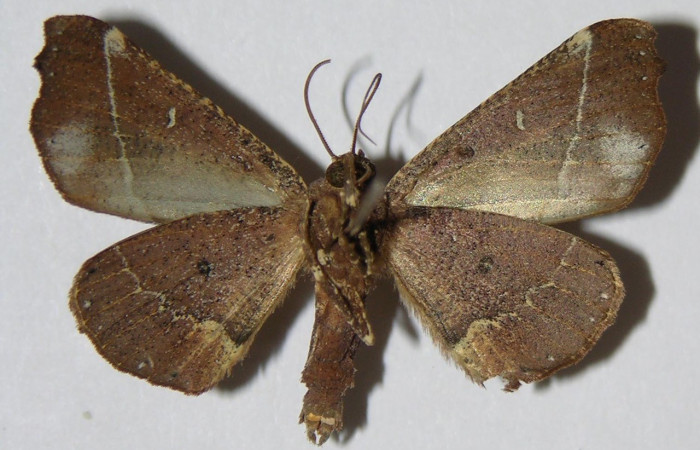 Fig. 19. Vista ventral de adulto <i>Pero protea</i> (Geometridae). Voucher: 04-SRNP-33267-DHJ324569