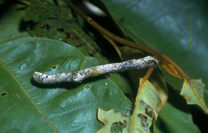 Fig. 10. Larva de <i>Pero exquisita</i> (Geometridae). Su planta hospedera <i>Vismia baccifera</i> (Hypericaceae). Voucher: 04-SRNP-33724-DHJ84852.jpg       
