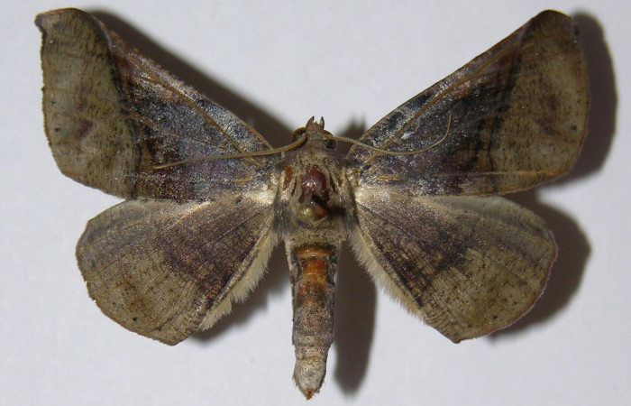 Fig. 20. Vista dorsal de adulto <i>Pero exquisita</i> (Geometridae). Voucher: 04-SRNP-34225-DHJ324594