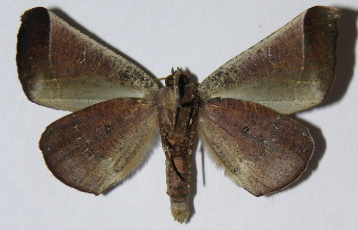 Fig. 21. Vista ventral de adulto <i>Pero exquisita</i>, (Geometridae). Voucher: 04-SRNP-34225-DHJ324595