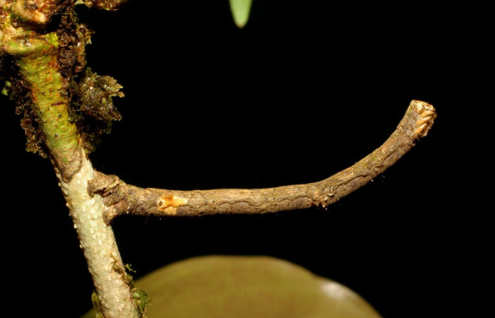 Fig. 12. Vista lateral de Pero protea (Geometridae), posado sobre una ramita de la planta hospera, <i>Zygia palmana</i> (Fabaceae). Voucher: 06-SRNP-31627-DHJ412688.jpg        