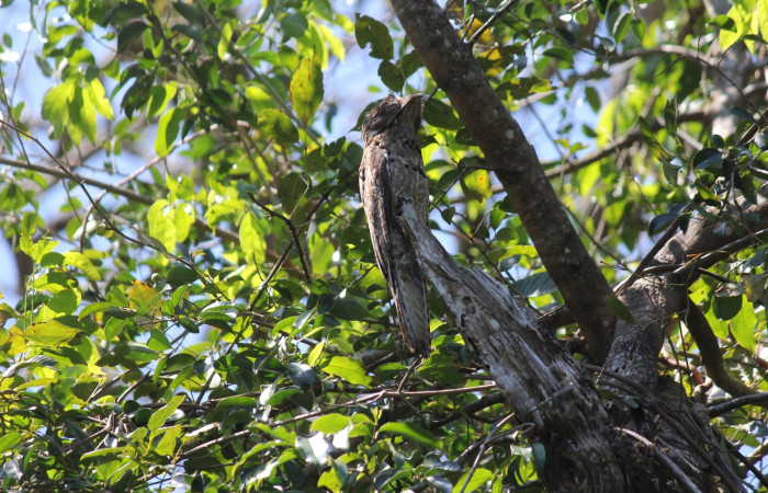 Fig. 1 Northern Potoo (Pájaro Estaca) <i>Nyctibius jamaicensis</i> (Nyctibiidae) Estación Biológica Los Almendros Sector El Hacha ACG. 03 de marzo 2023, Fotografía. Roster Moraga.