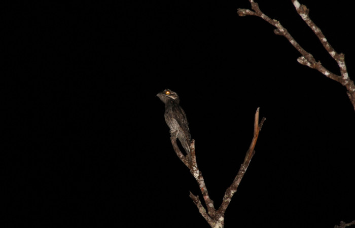 Fig. 3 Northern Potoo (Pájaro Estaca) <i>Nyctibius jamaicensis</i> (Nyctibiidae). Estación Biológica Los Almendros Sector El Hacha ACG. 13 de diciembre 2019, Fotografía. Roster Moraga.