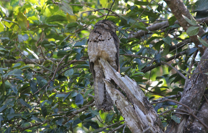 Fig. 4 Northern Potoo (Pájaro Estaca) <i>Nyctibius jamaicensis</i> (Nyctibiidae.) Estación Biológica Los Almendros Sector El Hacha ACG. 03 de marzo 2023, Fotografía. Roster Moraga.