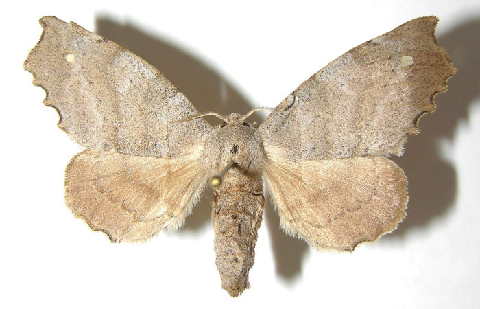 Figura 9. Adulto de <i>Olceclostera amoría</i> (Apatelodidae), vista dorsal . Voucher 06-SRNP-57430-DHJ350068.jpeg.