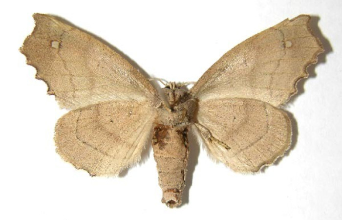 Figura 10. Adulto de <i>Olceclostera amoría</i> (Apatelodidae), vista ventral. Voucher 06-SRNP-57430-DHJ350069.jpeg.