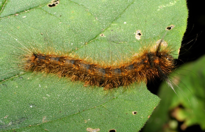 Figura 8. <i>Olceclostera azteca</i> (Apatelodidae), larva en último estadio, vista dorsal. Voucher 07-SRNP-55438-DHJ422908.jpg.