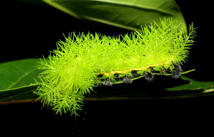 Fig.10 Larva <i>Automeris belti</i>, (Saturniidae), se alimenta  <i>Struthanthus orbicularis</i>, (Loranthaceae), mostrando la parte dorsal entero. Voucher: 05-SRNP-70094-DHJ420609.jpg.