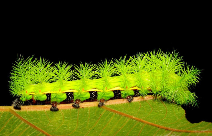 Fig.14 Larva <i>Automeris belti</i>, (Saturniidae), se alimenta  <i>Coussapoa nymphaeifolia</i>, (Urticaceae), mostrando la parte trasera. Voucher: 07-SRNP-41504-DHJ422483.jpg.