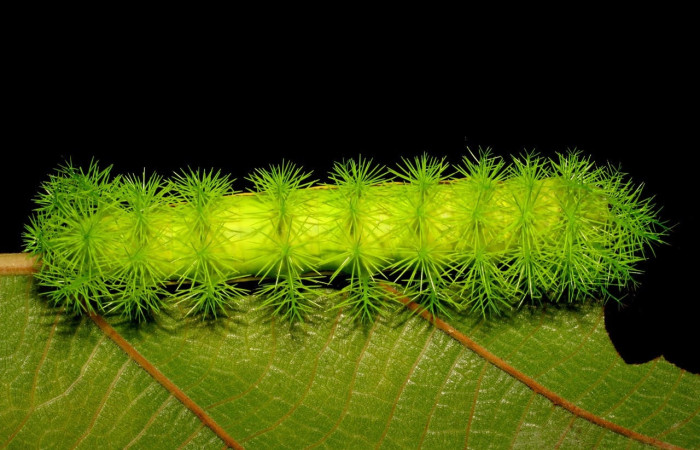 Fig.15 Larva <i>Automeris belti</i>, (Saturniidae), se alimenta  <i>Coussapoa nymphaeifolia</i>, (Urticaceae), mostrando la parte trasera. Voucher: 07-SRNP-41504-DHJ422484.jpg.