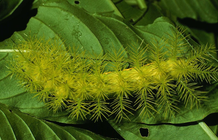 Fig.19 Larva <i>Automeris belti</i>, (Saturniidae), se alimenta  <i>Cestrum racemosum</i>, (Solanaceae), mostrando la parte dorsal entero. Voucher: 97-SRNP-6345-DHJ43444.jpg.