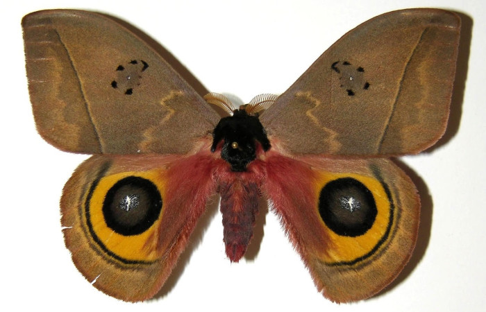 Fig.1 Adulto <i>Automeris belti</i>, Saturniidae, macho mostrando la parte dorsal. Voucher: 04-SRNP-4892-DHJ303932.