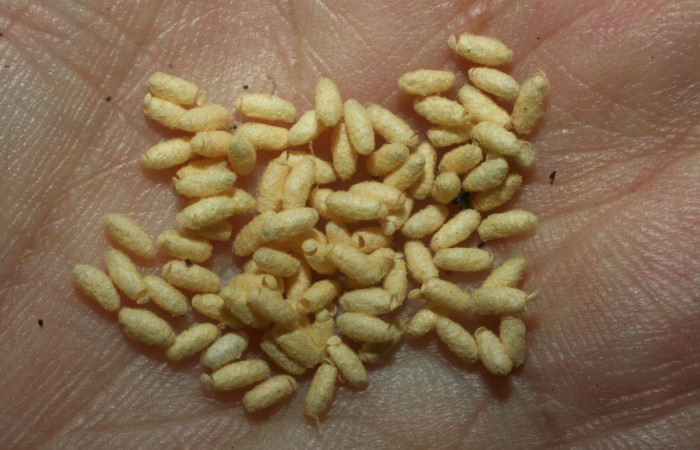 Fig.23 Capullos de parásitos Cotesia Whitfield24 de la familia Braconidae (avispas) en larva <i>Automeris belti</i>, (Saturniidae), se alimenta  <i>Inga oerstediana</i>, (Fabaceae). Voucher:  07-SRNP-3871-DHJ452741.jpg.