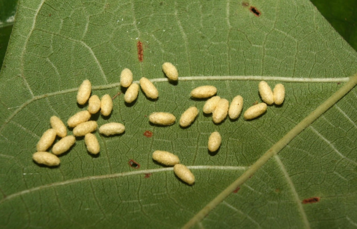 Fig.24 Capullos de parásitos Cotesia Whitfield24 de la familia Braconidae (avispas) en larva <i>Automeris belti</i>, (Saturniidae), se alimenta  <i>Isertia laevis</i>, (Rubiaceae). Voucher: 12-SRNP-71118-DHJ495426.jpg.