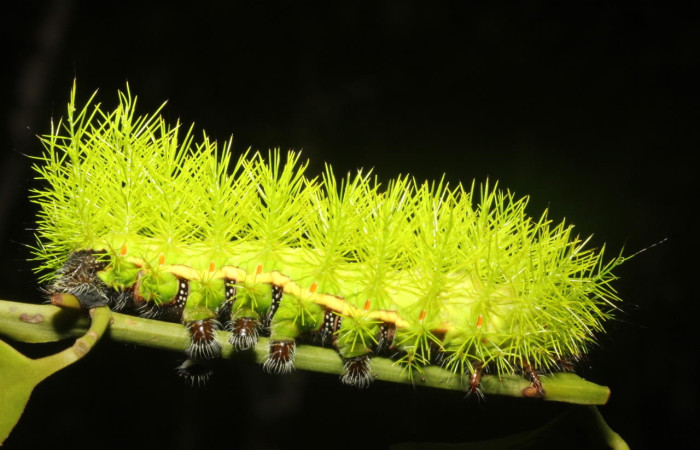 Fig.5 Larva <i>Automeris belti</i>, (Saturniidae), se alimenta  <i>Struthanthus orbicularis</i>, (Loranthaceae), mostrando la parte dorsal entero. Voucher: 17-SRNP-27163-DHJ731308.jpg.