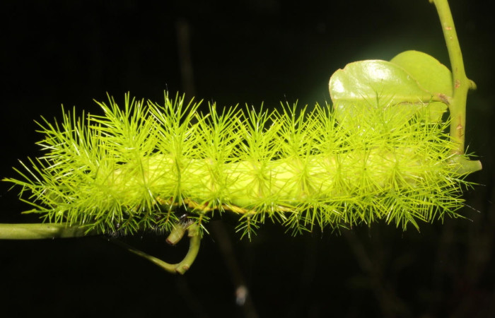 Fig.8 Larva <i>Automeris belti</i>, (Saturniidae), se alimenta  <i>Struthanthus orbicularis</i>, (Loranthaceae), mostrando la parte dorsal entero. Voucher: 17-SRNP-27163-DHJ731313.jpg.