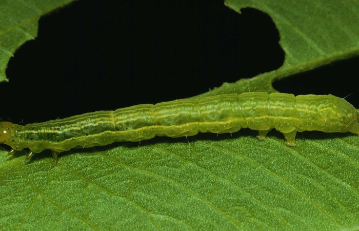 Figura 2. Lateral entero <i>Argyrogramma verruca</i>, (Noctuidae), en la planta <i> Echinodorus subalatus</i> (Alismataceae). Sector Santa Rosa. Vado Cuajiniquil, (elevación 675 metros). Colectada 28 enero 1992. (92-SRNP-322-DHJ14888.jpg).