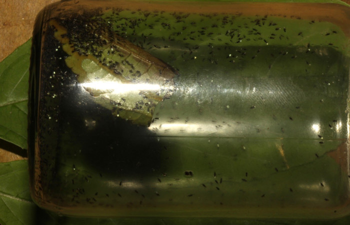 Figura 7. Avispas en vaso, <i>Copidosoma floridanum</i> de la familia (Encyrtidae), puestos en la larva <i>Argyrogramma verruca</i>. (16-SRNP-31067-DHJ735194.jpg).