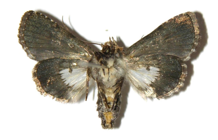 Fig. 2 adulto <i>Catephiodes trinidadensis</i> (Noctuidae), vista ventral hembra mide 24mm. Casa Potrero Grande, Sector Santa Elena, 17m. 03-SRNP-13066-DHJ314993.jpeg