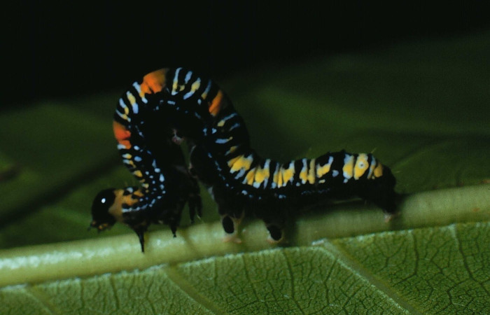 Fig. 3 larva <i>Catephiodes trinidadensis</i> (Noctuidae),  mide 30mm. Casona Santa Rosa, Sector Santa Rosa, 675m. 90-SRNP-539-DHJ12483.jpg