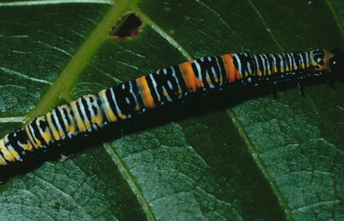 Fig. 4 larva <i>Catephiodes trinidadensis</i> (Noctuidae), mide 30mm. Casona Santa Rosa, Sector Santa Rosa, 675m. 90-SRNP-539-DHJ12491.jpg