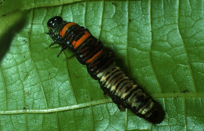 Fig. 5 larva <i>Catephiodes trinidadensis</i> (Noctuidae),  mide 20mm. Santa Elena, Casa Potrero Grande, 17m. 03-SRNP-13068-DHJ76227.jpg