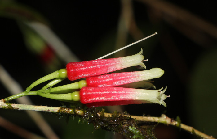 Figura. 10 flor lateral, <i>Satyria panurensis</i>, (Ericaceae). Area de Conservación Guanacaste, Sector Rincón  Rain Forest, Estación Leiva. Sendero Jacobo, (elevación 461 metros), colectada el 11 de octubre  2024. Foto. Jorge Hernández.