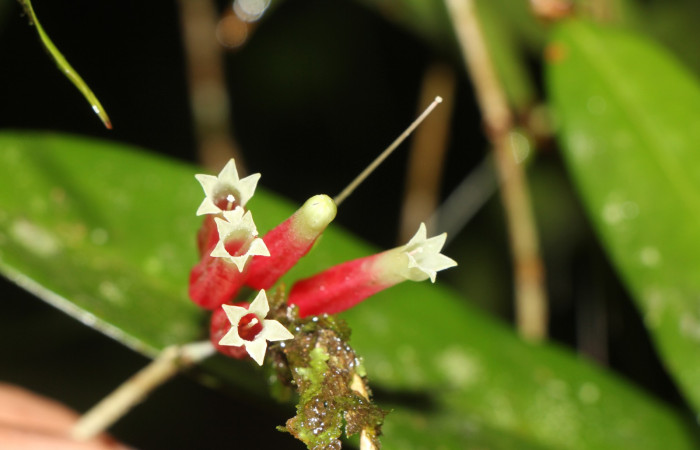 Figura. 11 flor de frente, <i>Satyria panurensis</i>, (Ericaceae). Area de Conservación Guanacaste, Sector Rincón  Rain Forest, Estación Leiva. Sendero Jacobo, (elevación 461 metros), colectada el 11 de octubre  2024. Foto. Jorge Hernández.
