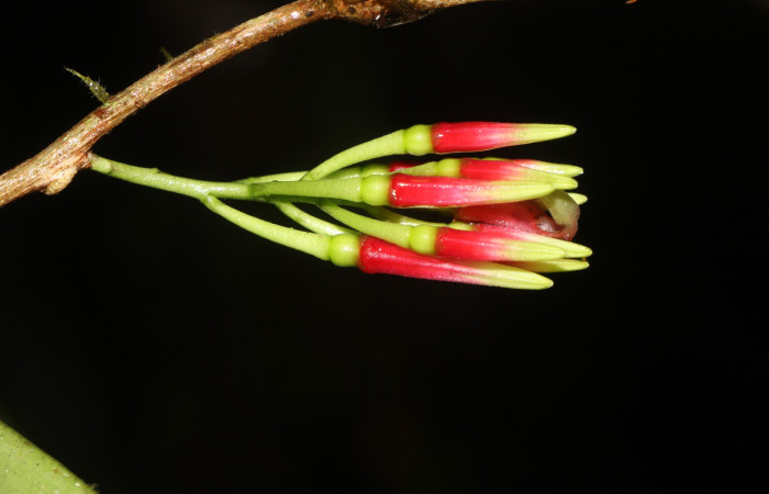 Figura. 12, botón floral, <i>Satyria panurensis</i>, (Ericaceae). Area de Conservación Guanacaste, Sector Rincón  Rain Forest, Estación Leiva. Sendero Jacobo, (elevación 461 metros), colectada el 11 de octubre  2024. Foto, Jorge Hernández.